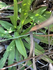 Helenium pinnatifidum