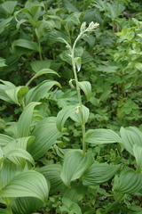 Veratrum viride eschscholtzianum