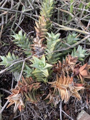 Astroloba rubriflora