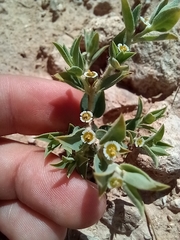 Euphorbia acuta