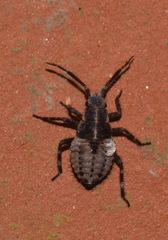 Deraeocoris trifasciatus