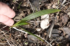 Trachycarpus fortunei