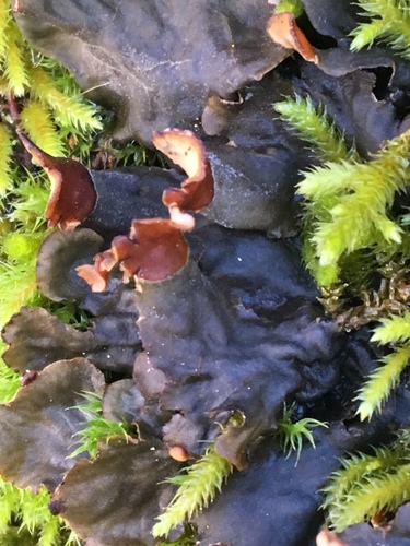 iNaturalist observation photo of pelt lichens