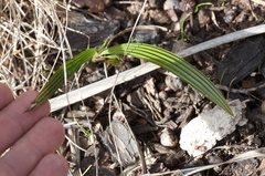 Trachycarpus fortunei