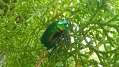 Macraspis chrysis
