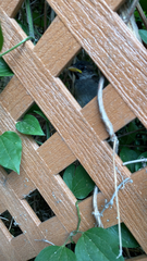 Acridotheres javanicus