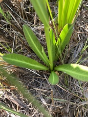 Helenium pinnatifidum
