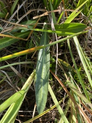 Helenium pinnatifidum