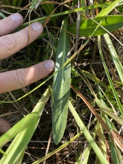 Helenium pinnatifidum