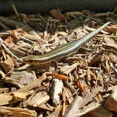 Plestiodon fasciatus