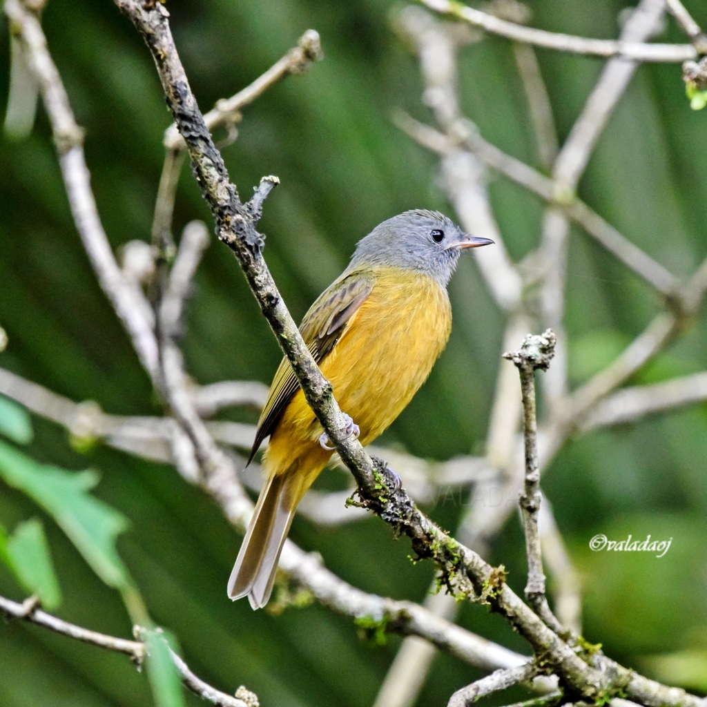 Grey-Hooded Flycatcher