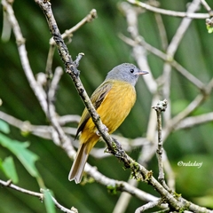 Mionectes rufiventris