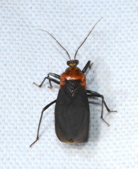 Rhiginia cinctiventris