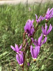 Primula pauciflora pauciflora