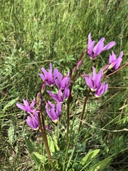 Primula pauciflora pauciflora