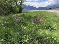 Primula pauciflora pauciflora