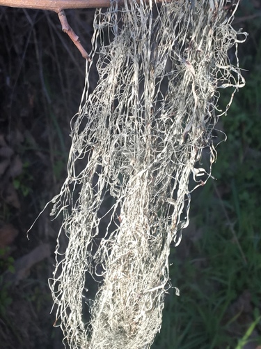 iNaturalist observation photo of lace lichen