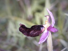 Ophrys bertolonii benacensis