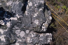 Moraea barkerae