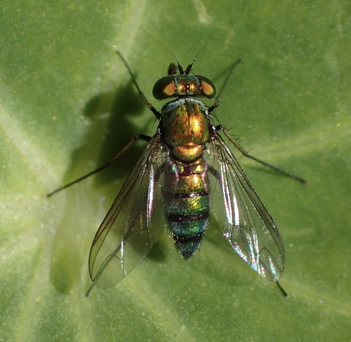 Condylostylus longicornis