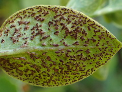 Puccinia vincae