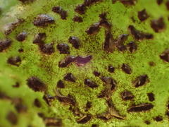 Puccinia vincae