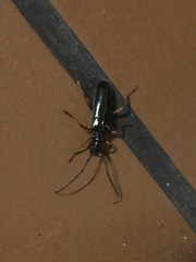 Neoplocaederus parallelus