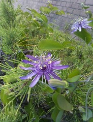 Passiflora subrotunda