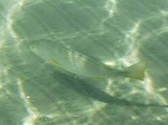 Umbrina roncador
