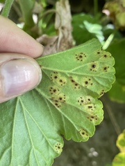 Puccinia pelargonii-zonalis