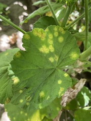 Puccinia pelargonii-zonalis