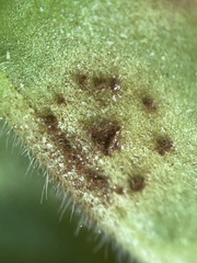 Puccinia pelargonii-zonalis