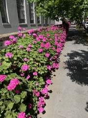 Puccinia pelargonii-zonalis