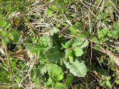 Pedicularis lanceolata