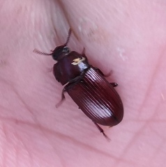 Uloma culinaris