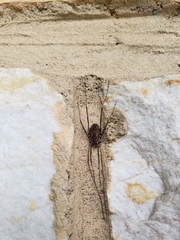 Hadrobunus maculosus