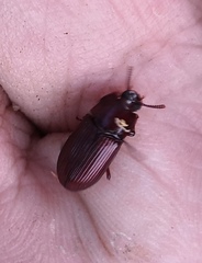 Uloma culinaris