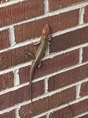 Plestiodon