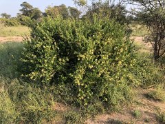 Boscia mossambicensis