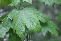 Acer platanoides
