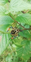 Pachylis heteropus