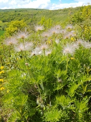 Pulsatilla vulgaris