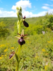 Ophrys × hybrida