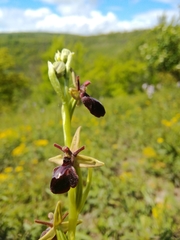 Ophrys × hybrida