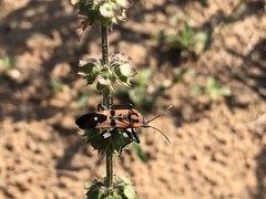 Spilostethus macilentus