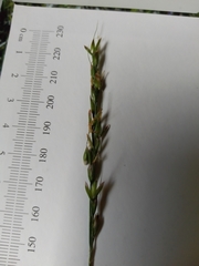 Oryzopsis asperifolia