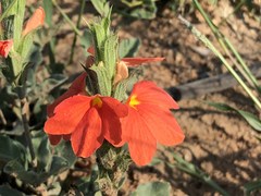 Crossandra mucronata