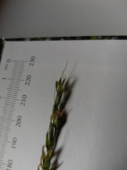 Oryzopsis asperifolia