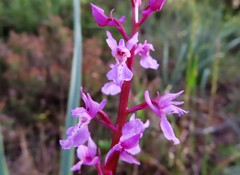 Orchis mascula laxifloriformis