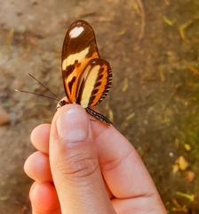 Heliconius ethilla narcaea